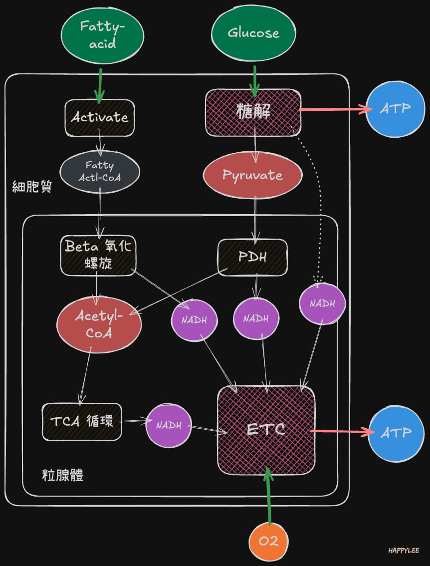 ATP能量生產系統