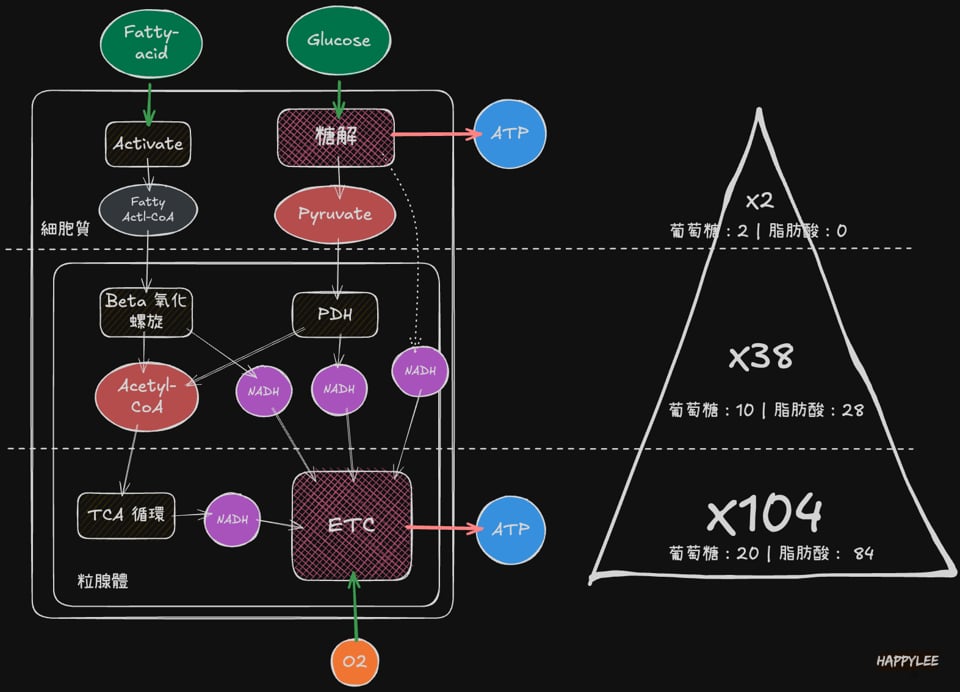 ATP能量金字塔
